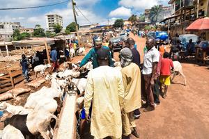 CAMERUN-YAUNDE-EID AL-ADHA-MERCADO DE GANADO
