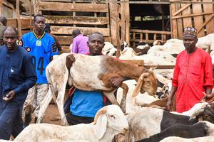 CAMERUN-YAUNDE-EID AL-ADHA-MERCADO DE GANADO