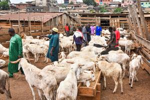 CAMERUN-YAUNDE-EID AL-ADHA-MERCADO DE GANADO