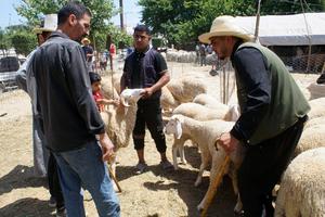 ARGELIA-ARGEL-EID AL-ADHA-MERCADO DE GANADO