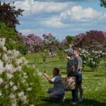 LETONIA-DOBELE-VIDA COTIDIANA-LILAS EN FLOR