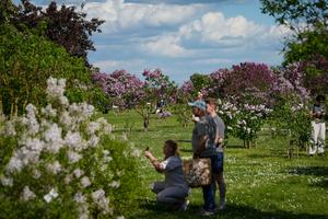 LETONIA-DOBELE-VIDA COTIDIANA-LILAS EN FLOR
