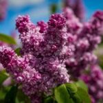LETONIA-DOBELE-VIDA COTIDIANA-LILAS EN FLOR