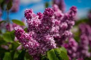 LETONIA-DOBELE-VIDA COTIDIANA-LILAS EN FLOR