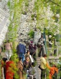 CHINA-SHANDONG-JINAN-FLORES DE CEREZO