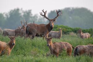 CHINA-HUBEI-SHISHOU-CIERVOS MILU