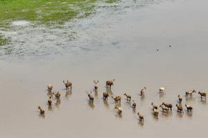 CHINA-HUBEI-SHISHOU-CIERVOS MILU