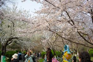 CHINA-SHANDONG-JINAN-FLORES DE CEREZO