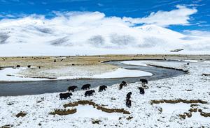 CHINA-XIZANG-NAGQU-PASTIZAL DE QIANGTANG-PAISAJE NEVADO