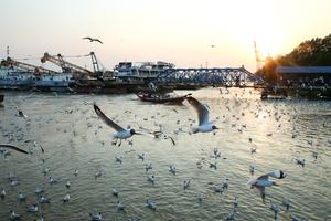 MYANMAR-YANGON-GAVIOTAS