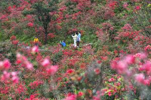 CHINA-FLORES DE AZALEA-TURISTAS