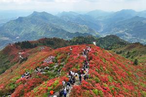 CHINA-FLORES DE AZALEA-TURISTAS