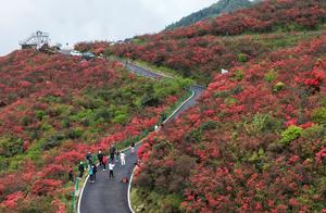 CHINA-FLORES DE AZALEA-TURISTAS