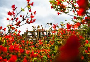 CHINA-FLORES DE AZALEA-TURISTAS