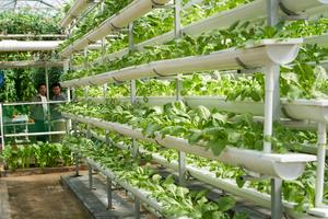 CHINA-SHANDONG-SHOUGUANG-EXPOSICION DE VEGETALES-AGRICULTURA AUTONOMA