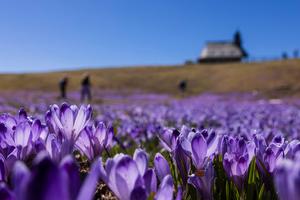 ESLOVENIA-KAMNIK-FLORES DE AZAFRAN-PAISAJE