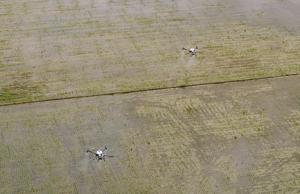 CHINA-GUANGDONG-TAISHAN-AGRICULTURA-TRASPLANTE MECANIZADO