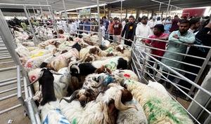 KUWAIT-GOBERNACION CAPITAL-EID AL-ADHA-GANADO-MATADERO