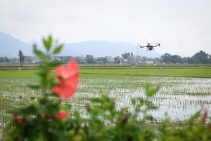 CHINA-GUANGDONG-TAISHAN-AGRICULTURA-TRASPLANTE MECANIZADO