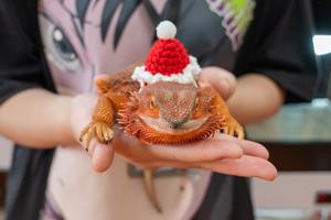 CHINA-BEIJING-EXPOSICION MUNDIAL DE REPTILES