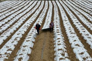 CHINA-ARADO DE PRIMAVERA