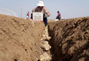 CHINA-ARADO DE PRIMAVERA