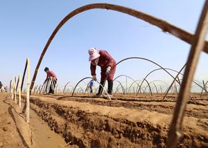 CHINA-ARADO DE PRIMAVERA