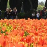 ITALIA-VERONA-PRIMAVERA-FLORES