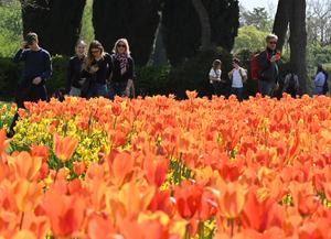 ITALIA-VERONA-PRIMAVERA-FLORES