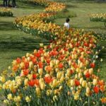 ITALIA-VERONA-PRIMAVERA-FLORES