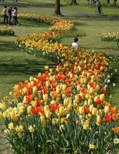 ITALIA-VERONA-PRIMAVERA-FLORES