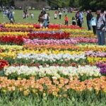 ITALIA-VERONA-PRIMAVERA-FLORES