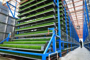 CHINA-GUANGDONG-TAISHAN-AGRICULTURA-TRASPLANTE MECANIZADO