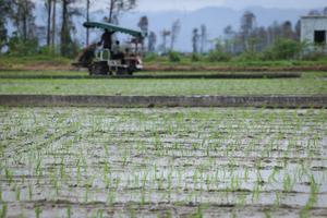 CHINA-GUANGDONG-TAISHAN-AGRICULTURA-TRASPLANTE MECANIZADO