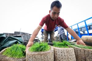 CHINA-GUANGDONG-TAISHAN-AGRICULTURA-TRASPLANTE MECANIZADO
