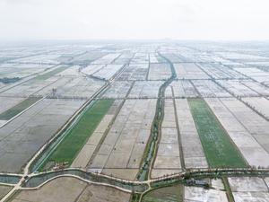 CHINA-GUANGDONG-TAISHAN-AGRICULTURA-TRASPLANTE MECANIZADO