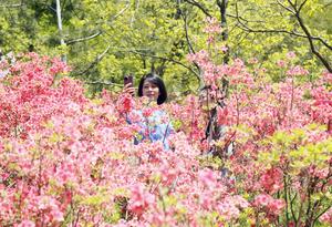 CHINA-PRIMAVERA-FLORES