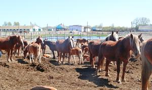 BIELORRUSIA-CHERNOBIL-SITUACION ACTUAL