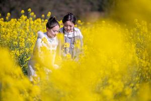 CHINA-PRIMAVERA-FLORES DE COLZA-PAISAJE