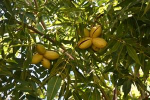 SUDAFRICA-PAARL-CHINA-POLITICA DE CERO ARANCELES-INDUSTRIA DE LA NUEZ PECANA