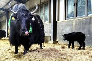 CHINA-XIZANG-CLONACION DE YAK