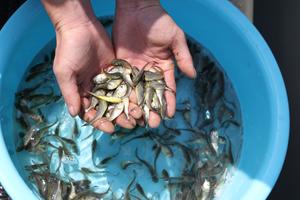 CHINA-FUJIAN-NINGDE-MARICULTURA-CORVINA AMARILLA GRANDE