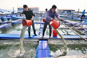 CHINA-FUJIAN-NINGDE-MARICULTURA-CORVINA AMARILLA GRANDE