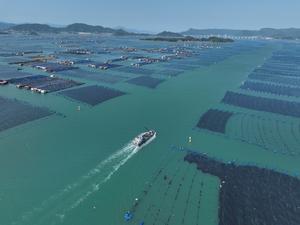 CHINA-FUJIAN-NINGDE-MARICULTURA-CORVINA AMARILLA GRANDE