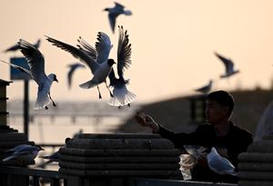 CHINA-MONGOLIA INTERIOR-WUHAI-GAVIOTAS