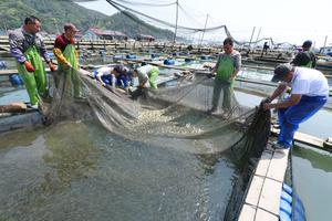CHINA-FUJIAN-NINGDE-MARICULTURA-CORVINA AMARILLA GRANDE