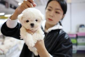 CHINA-LANZHOU-EXPOSICION DE MASCOTAS