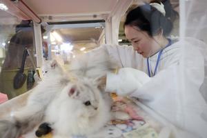 CHINA-LANZHOU-EXPOSICION DE MASCOTAS