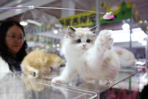 CHINA-LANZHOU-EXPOSICION DE MASCOTAS