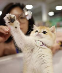 CHINA-LANZHOU-EXPOSICION DE MASCOTAS